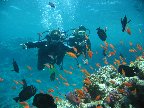 Египет 2005,Красное море,дайвинг, 09-10-08