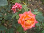 Вот она красота., 27-10-08