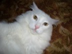 Семён Семёнович Горбунков, 24-12-08