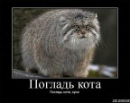 Погладь кота, сцуко!, 17-01-09
