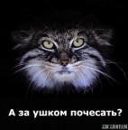 А за ушком почесать?, 17-01-09