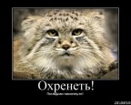 Погладили, наконец то., 17-01-09