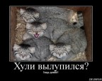Гладь, давай!, 17-01-09