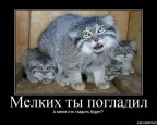 А меня кто гладить будет?, 17-01-09
