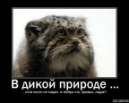 Кота никто не гладил..., 17-01-09