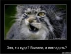Выпили, а погладить?, 17-01-09