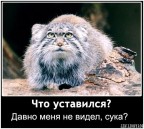 Давно меня не видел?, 17-01-09