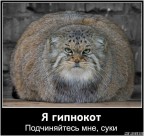 Я гипнокот!, 17-01-09