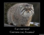 Где сметана!, 17-01-09