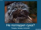 Не погладил..., 17-01-09