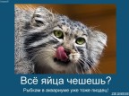 Лучше бы погладил..., 17-01-09