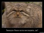 Западло было кота погладить?, 17-01-09