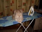 интересно, меня погладят?, 23-01-09