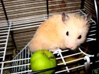 Мы любим яблофьки! =^_^=, 23-07-09