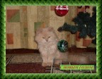 С Новым Годом, 15-01-10