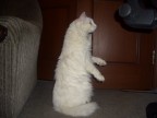 котэ наблюдае, 24-01-10