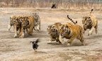 Вот теперь Ющенко ответит за кризис..., 19-02-10