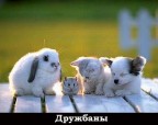 против стены все хороши, 23-02-10