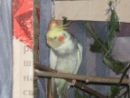 А это Вася - самый умный попугай в мире), 06-03-10