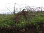 Бенталь, цветы и колюча проволока, 26-03-10