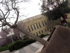 Иерусалим, университет, дерево, 26-03-10
