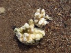 Эйлат, Красное море, кораллы,, 26-03-10