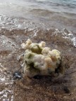 Эйлат, Красное море, кораллы, 26-03-10