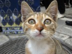 Иерусалим, котёнок, 26-03-10