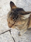 Иерусалим, кошка, 26-03-10