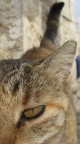 Иерусалим, кошка, 26-03-10