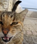 Иерусалим, кошка, 26-03-10
