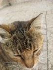 Иерусалим, кошка, 26-03-10