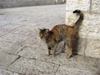 Иерусалим, кошка, 26-03-10