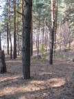 Вышеля в лес погуляти а нету тати, 02-06-10