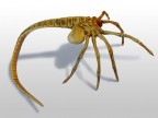 Лицехват или FaceHugger, 05-06-10
