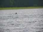 Лось Водоплавающий, 07-08-10