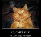 ... по наглой рыжей морде!!!, 25-12-10