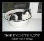 Котики - это не только ценный мех..., 25-12-10