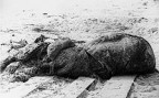 Globster Lusca, 02-01-11