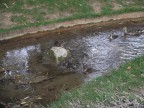 Утка с утятами, вкусные наверно..., 19-07-11