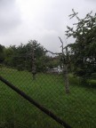 Некромант изуродовал даже деревья, 22-07-11