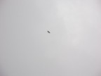 Некромант послал шпиона следить за нами, 22-07-11