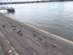 А голуби тем временм хотят выпить Рейн!, 12-08-11