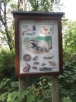 В лесу живет барсук, видимо..., 12-08-11