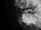 black carbon snow, 08-12-11