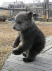 это "Гриша", 11-04-12