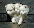 Каналья в детстве., 22-04-12