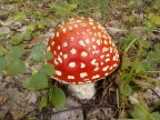 в Башкартостане в лесу, 14-05-12