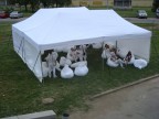 СЕНСЕЙШН:зона отдыха GOLD на воздухе, 16-06-12