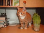 Тигр одомашненный, карликовый подвид, 26-10-12